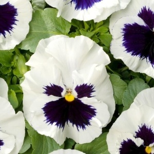 Panselute Swiss Giants Silverbride (0,25 g) seminte pansele Viola witrockiana, flori foarte mari, albe cu centrul mov, Kertimag - Img 3