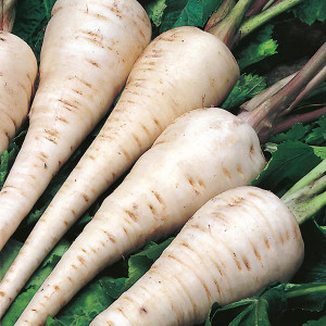 Pastarnac White Gem (4 g), seminte soi semitardiv, radacini gust dulce, aroma placuta, Raci Sementi - Img 1