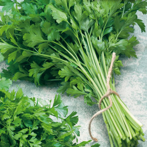 Patrunjel Comune 2 (4 g), seminte planta aromatica Petroselinum crispum, frunze netede, aromate, Mefim Agro