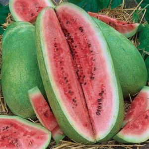 Pepene verde Charleston Grey (1,5 g), seminte soi pepene rosu productie mare, miez suculent, aromat, Agrosem