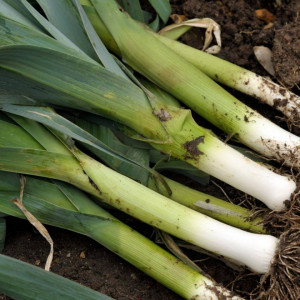 Praz Bulgarian Giant (1,5 g), seminte soi semitimpuriu praz gigant bulgar lung, verde, gustos, Agrosem - Img 1