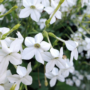 Regina Noptii alba (0,15 g), seminte planta ornamentala anuala Nicotiana alata, flori parfumate, albe, Agrosem