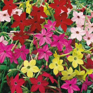 Regina Noptii amestec (0,2 g), seminte planta ornamentala anuala Nicotiana sanderae, flori parfumate, colorate, Mefim Agro