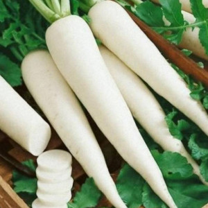 Ridichi albe lungi (5 g) seminte tip Daikon Minowase, ridichi cilindrice, albe, miez zemos, Opal