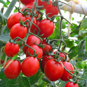 Rosii cherry Principe Borghese (2 g), seminte soi italian semideterminat, tomate cherry gust deosebit, Raci Sementi - Img 4