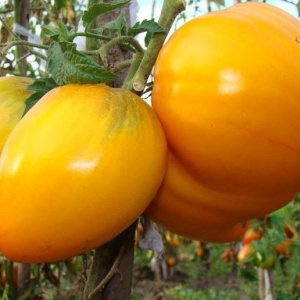 Rosii Inima de Aur (0,2 g) seminte tomate nedeterminate Inima galben-portocalie, gust aromat intens, textura fina, Opal - Img 4