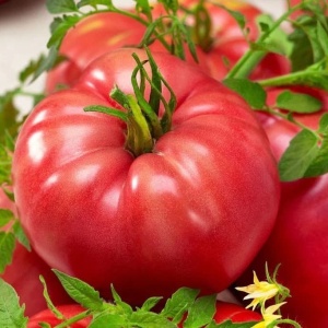 tomată roz Malinowy Olbrzim