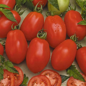 Rosii Missouri (3 g), seminte soi tip prunisoara, tomate bune pentru sosuri, bulion, Raci Sementi - Img 1