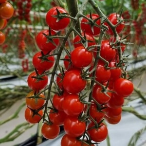 Rosii Moncherry F1 (0,5 g) seminte tomate cherry hibrid nedeterminat, gust deosebit, rezistente la crapare, Prima Sementi - Img 5