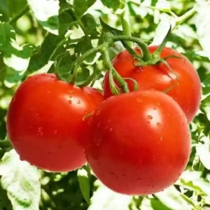 Rosii Rila F1 (25 seminte) hibrid semitimpuriu nedeterminat, tomate netede, tari, Geosem Select