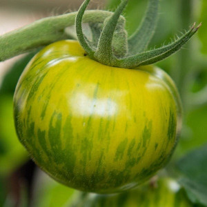 Rosii Smarald (0,2 g), seminte soi timpuriu nedeterminat, tomate atractive verzi striate, gust placut, Agrosem