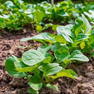 Rucola de gradina - Rokietta Siewna (0.5 g) seminte Eruca sativa cu frunze aromate, crestere rapida, Legutko - Img 2