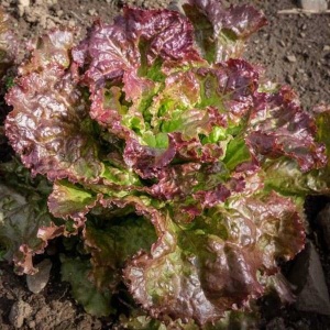 Salata Amerikai Barna (3 g) seminte salata soi traditional cu frunze ondulate colorate, mari, foarte fragede, Kertimag