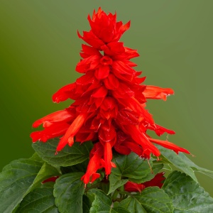 Salvia splendens rosie (0,5 g), seminte salvie decorativa, flori rosii sub forma spic, Kertimag - Img 4