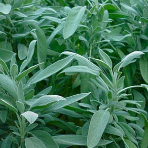 Salvie (0,5 g) seminte planta aromatica Salvia officinalis, apreciata în gastronomie si terapii, Opal
