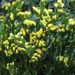 Saraturica galbena (0,10 g), seminte planta ornamentala anuala Limonium sinuatum, rezistenta la seceta, flori colorate pentru uscare, Agrosem
