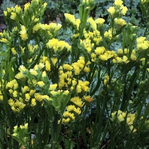 Saraturica galbena (0,5 g) seminte Limonium sinuatum rezistenta la seceta, flori colorate pentru uscare, Kertimag - Img 2