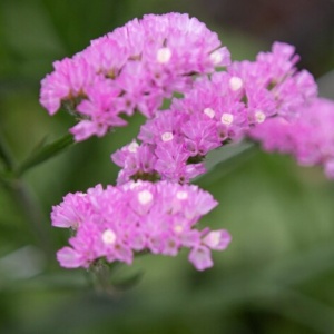 Saraturica roz (100 seminte) Limonium sinuatum rezistenta la seceta, flori roz pentru uscare, Kertimag - Img 3