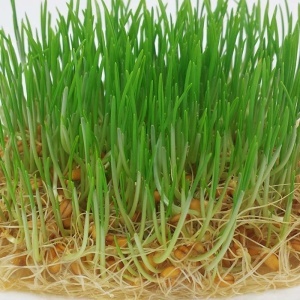 Seminte pentru germeni de Grau (75 g) germeni bogati in vitamine, minerale, fibre, Kertimag - Img 2