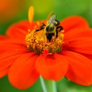 Titonia (1 g) seminte Tithonia rotundifolia, Floarea Soarelui Mexicana cu flori portocaliu intens, Kertimag - Img 4