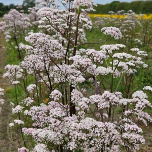Valeriana (1 g) seminte planta medicinala si aromatica Valeriana officinalis, Prima Sementi - Img 2