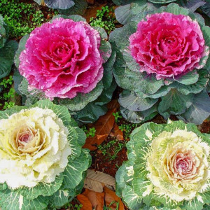 Varza decorativa amestec de culori (0,5 g), seminte plante ornamentale anuale Brassica oleracea, frunze colorate, Kertimag