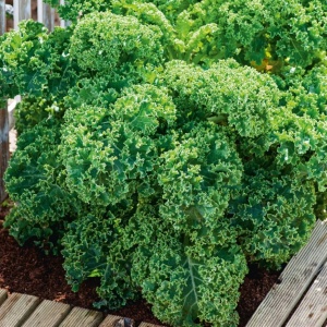 Varza kale Dwarf Green Curled (1 g) seminte varza kale soi pitic, compact, frunze crete verzi, Legutko