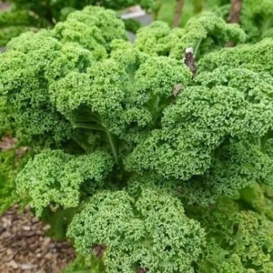 Varza kale Halbhoher Gruner Krauser (1 g) seminte varza kale soi robust german, rezistenta mare la ger, frunze crete verzi, Legutko