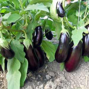 Vinete Pana Corbului (0,7 g), seminte soi semitimpuriu, vinete alungite, gustoase, foarte productive, Agrosem