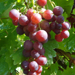 Vita de vie Cardinal (1 butas), vie struguri negri de masa, ciorchini mari, soi rezistent la inghet, Yurta - Img 2