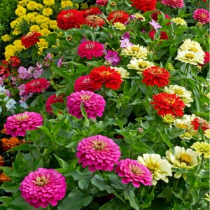 Zinnia - Carciumarese Elegans mix (0,7 g) seminte Zinnia elegans Lilliput, flori culori aprinse, Opal - Img 3