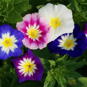Zorele pitice amestec de culori (2 g), seminte planta anuala Convolvulus tricolor, Kertimag - Img 1