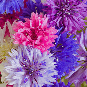 Albastrele mix (0,5 g), seminte plante ornamentale Centaurea cyanus, flori albe, rosii, roz, albastre, Agrosem