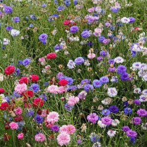 Albastrele mix - Chaber Blawatek (1 g) seminte Centaurea cyanus mix de culori, Legutko - Img 3