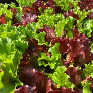 Amestec Salata de frunze pe banda (3 x 1,33 m) seminte salate diverse culori si texturi, Lollo Rossa, Lollo Bionda, Salad Bowl, Kertimag - Img 2