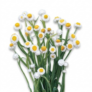 Amobium Flori de Pai albe - Zlociszek Oskrzydlony (1 g) seminte Ammobium alatum, flori nemuritoare pentru buchete uscate, Legutko