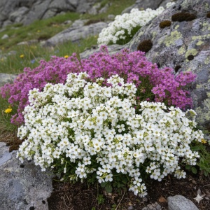 Arabis (0,4 g) seminte Arabis alpina flori albe si roz-violet parfumate, Opal