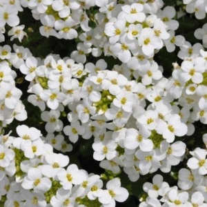 Arabis alba - Gesiowka alpejska (0,3 g) seminte Arabis alpina perena acoperitoare de sol, flori mici alb pur, Legutko - Img 3