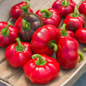 Ardei gogosar Tudu (0,5 g), seminte gogosar soi romanesc timpuriu, pulpa dulce, Mefim Agro