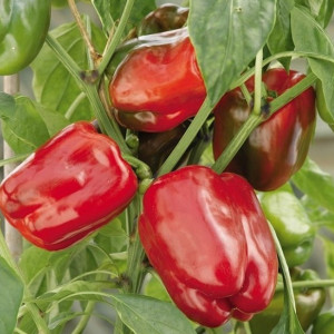 Ardei gras Asti Red (0,5 g), seminte ardei gras Asti Rosu soi semitimpuriu, crestere determinata, fructe mari, rosu intens, Agrosem