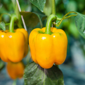 Ardei gras California Wonder galben (1 g), seminte soi semitimpuriu nedeterminat, pulpa ferma, dulce, gustoasa, Kertimag