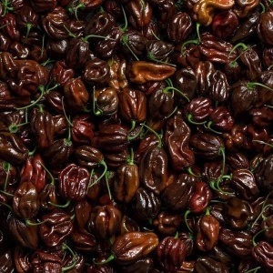Ardei iute Habanero ciocolatiu (20 seminte) ardei extrem de iute, aroma deosebita, fructata, Kertimag - Img 4