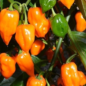 Ardei iute Habanero portocaliu (20 seminte) ardei extrem de iute, aroma deosebita, fructata, Kertimag - Img 3