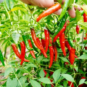 Ardei pentru boia Tuzes Piros - Red Cayenne (0,5 g) seminte ardei iute rosu intens, gust foarte iute, renumit pentru boia si fulgi de chili, Kertimag - Img 3