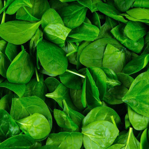Baby spanac (20 g) semințe spanac pentru salata, frunze foarte fragede, Opal - Img 2