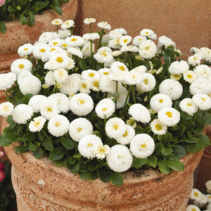 Banutei albi batuti (0,2 g), seminte Bellis perennis, flori albe duble, Kertimag - Img 3