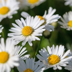 Banutei albi simpli - Stokrotka Pospolita Lakowa (0,2 g) seminte Bellis perennis, flori albe simple, Legutko
