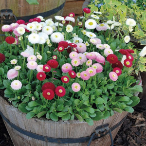 Banutei amestec de culori (0,125 g), seminte paralute Bellis perennis, planta decorativa perena, Kertimag - Img 2