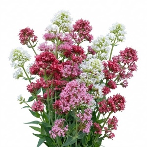 Barba lui Jupiter - Kentrantus mieszanka (0,3 g) seminte Centranthus ruber Valeriana decorativa parfumata, flori stelate rosii, roz, albe, Legutko
