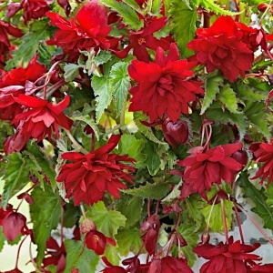 Begonie Scarlet Red (3 bulbi) bulbi begonii semicurgatoare, flori mari batute, rosu intens stralucitor, Agrosem